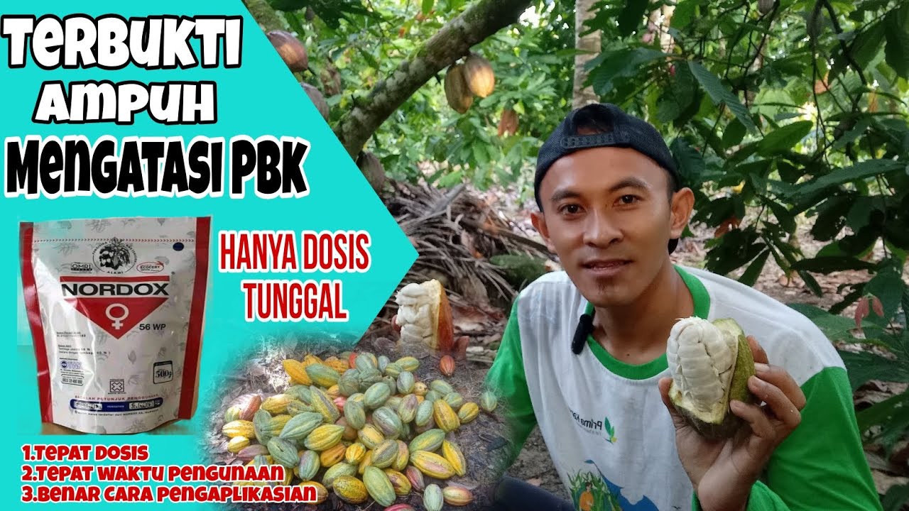 Cara Penggunaan Fungisida NORDOX 56 WP/ Liter Air untuk Tanaman Kakao Bahan Aktif:Tembaga Oksida 56%