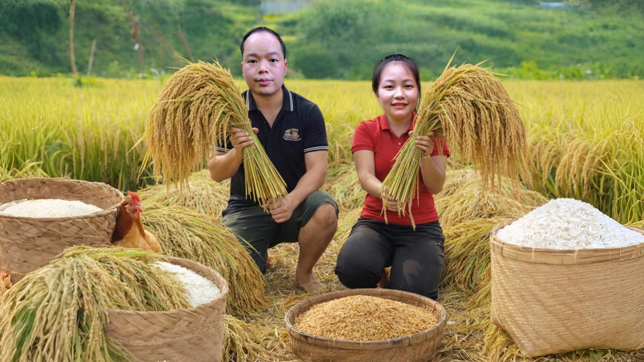Harvesting rice, threshing rice with wooden buckets, survival skills building a wooden house