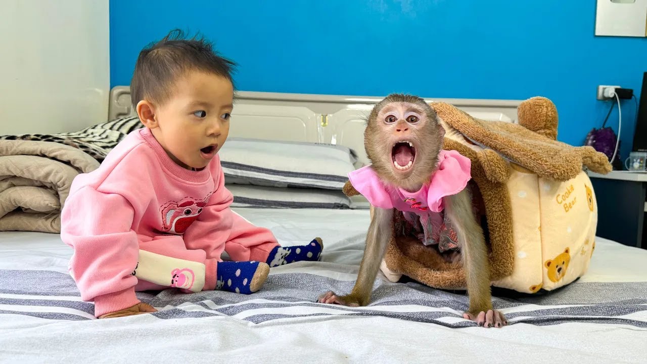 This house is mine! Monkey Kaka and Diem fight over the new house