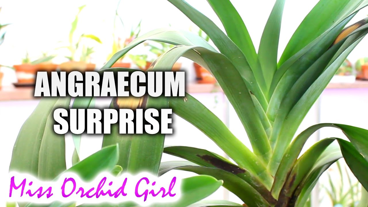 Angraecum Orchids update - First flower spike!