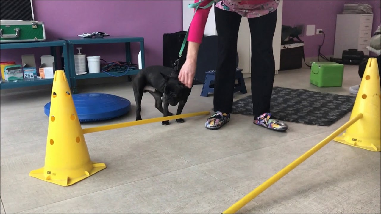 Riabilitazione in cane operato per frattura al gomito - Fisioterapia Veterinaria Pisa