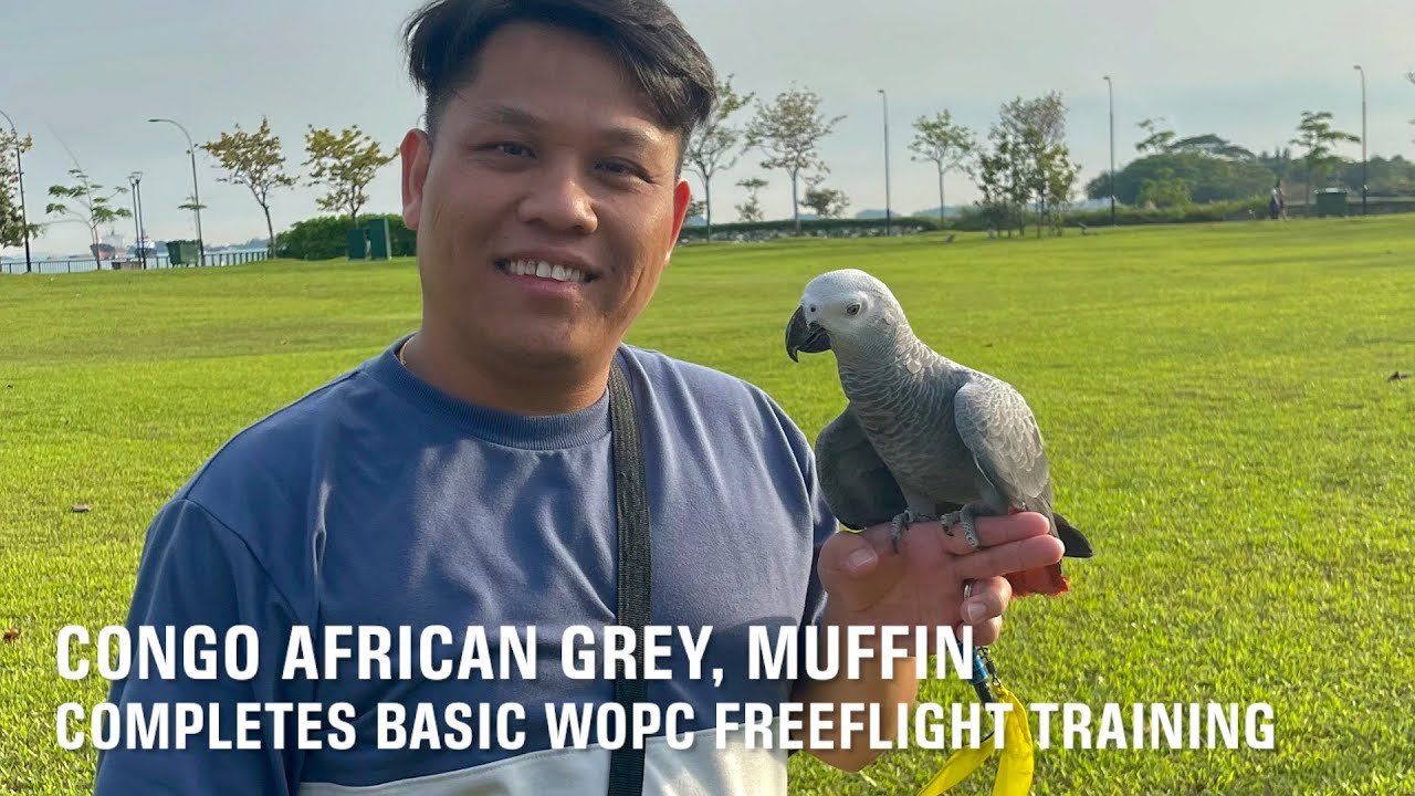 WOPC Member’s Congo African Grey Completes Basic Freeflight Training