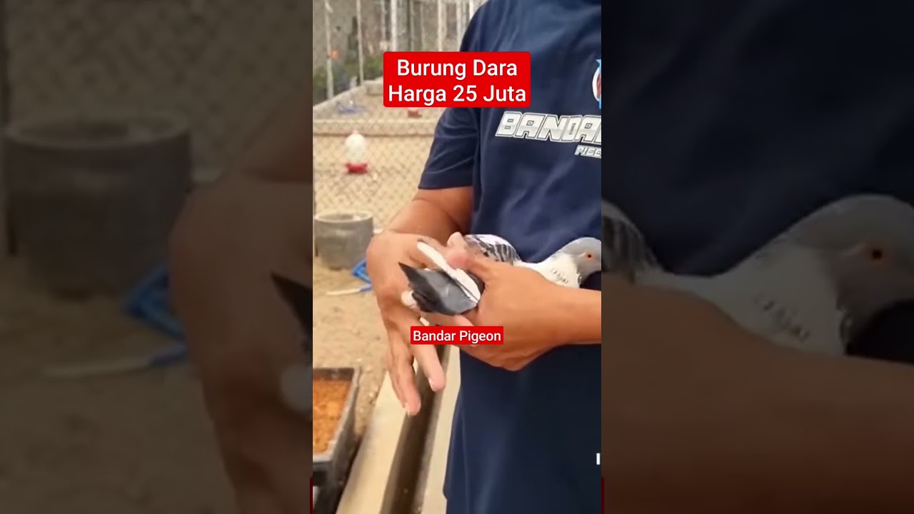 Burung Dara Harga 25 Juta