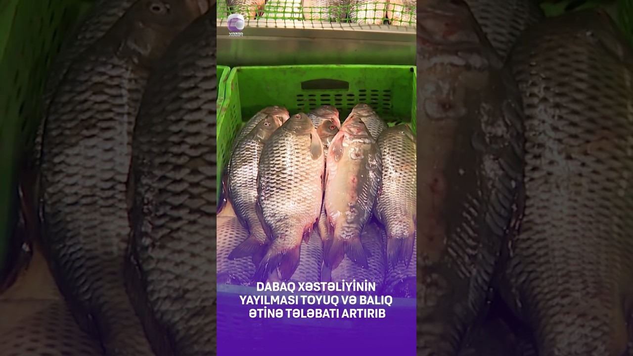 #bazar #baliq #toyuq #dabaq #qiymet #xezerxeber