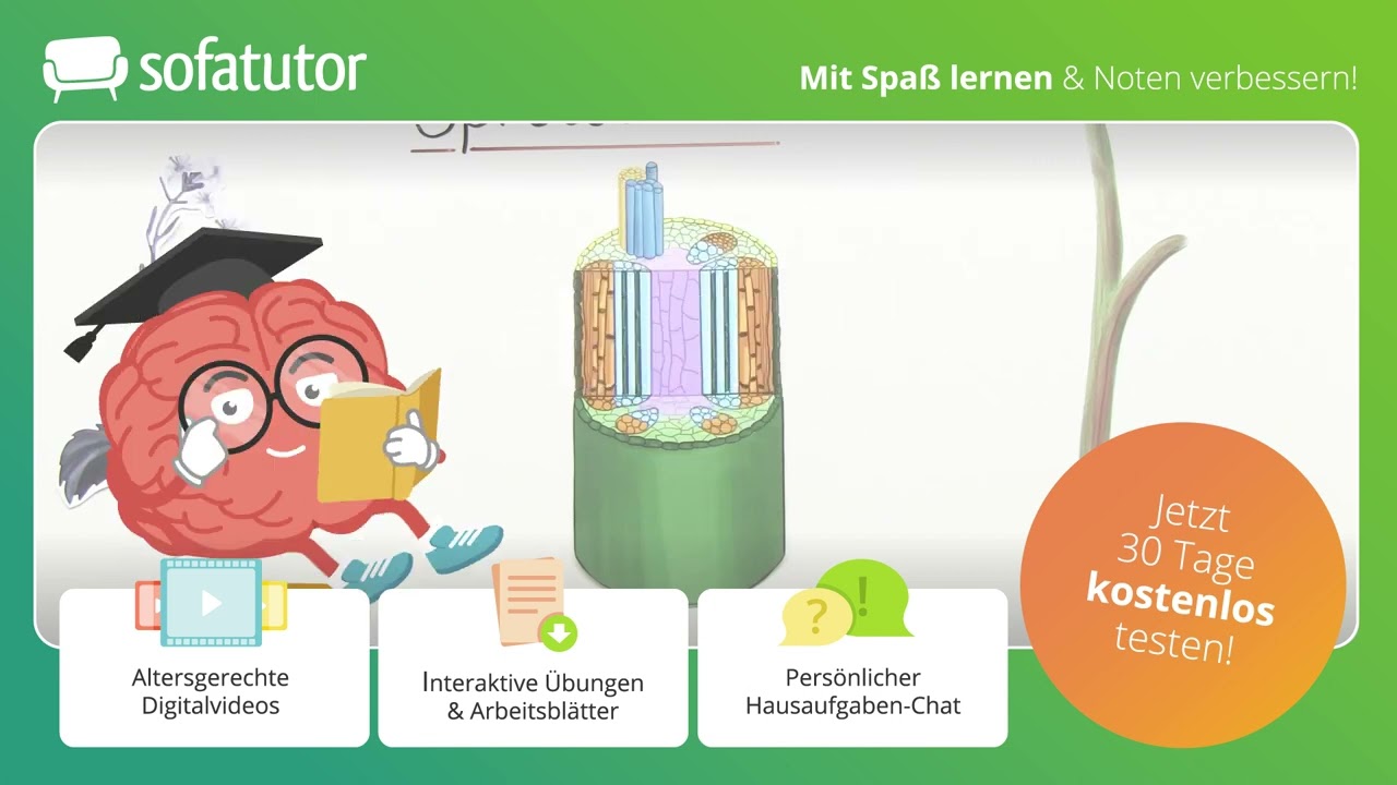 Pflanzenorgane und ihre Funktion – einfach erklärt