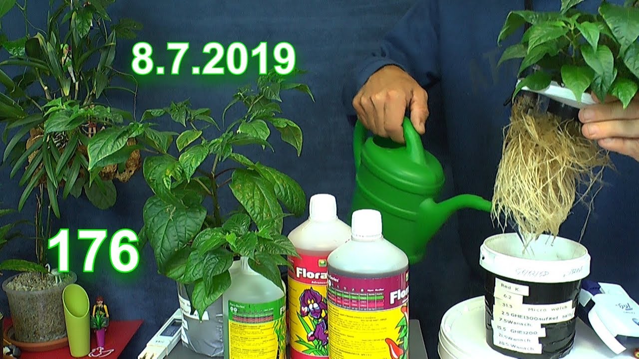 Chili wie es weiter geht mit der Anzucht im Haus inklusive Hydroponik mt Fehlern