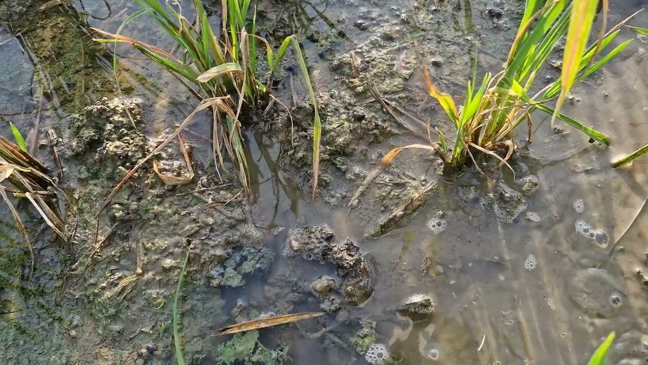 Penyulaman pada Padi Inpari 32 Usia 28 Hst: Setelah Pemupukan