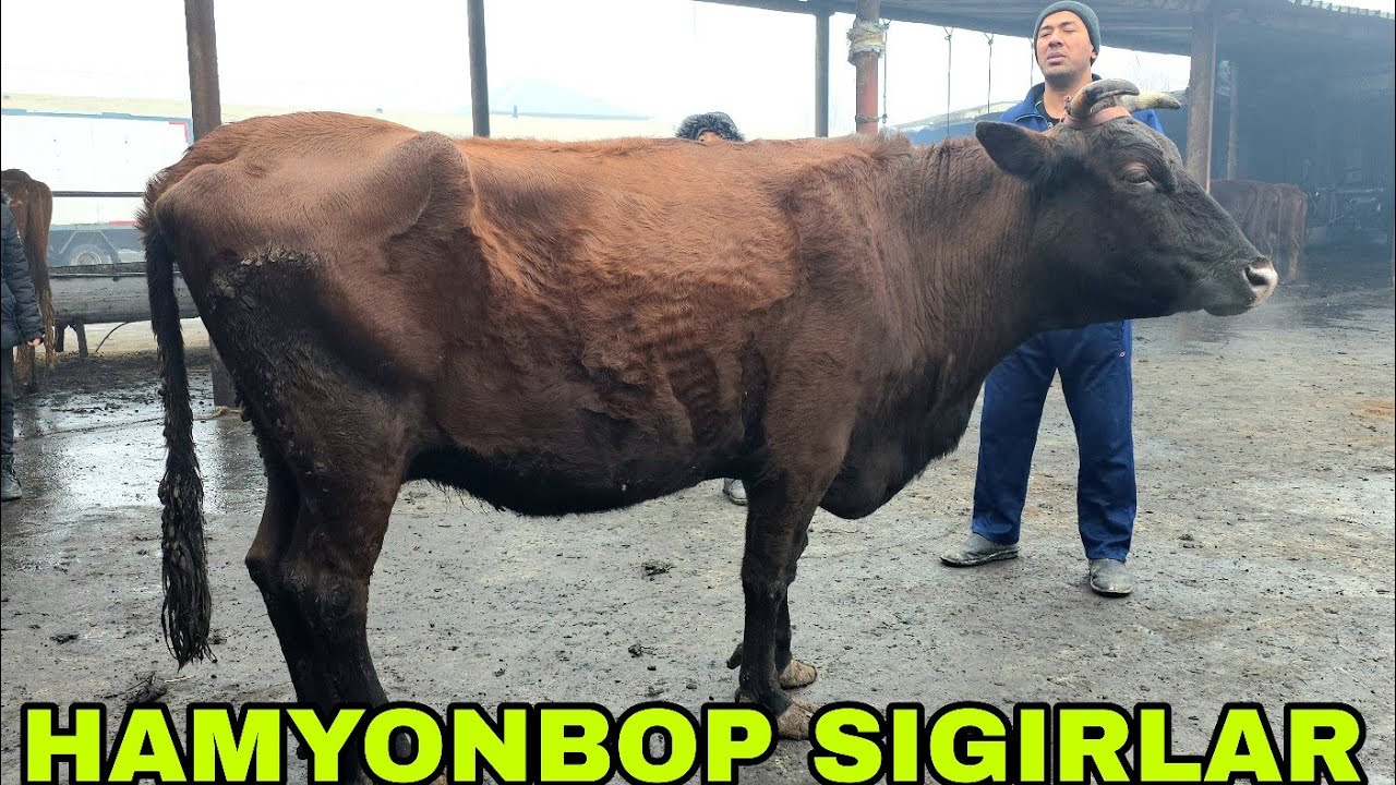 Mahmud akadan yandisi hamyonbop narxlarda mari bo‘g‘oz sigirlar 3-fevral, 2026