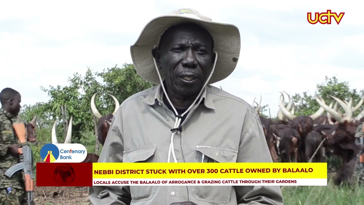 Nebbi District stuck with over 300 cattle owned by Balaalo