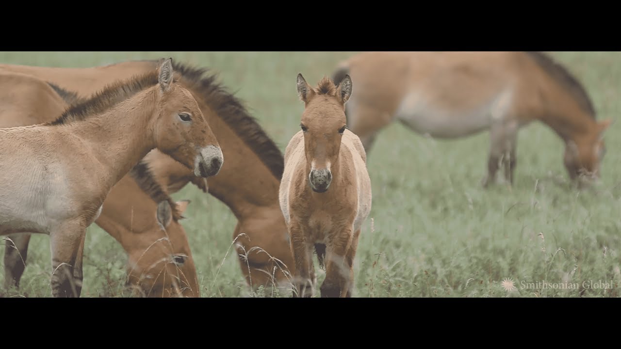 Wild Horse Conservation in Mongolia