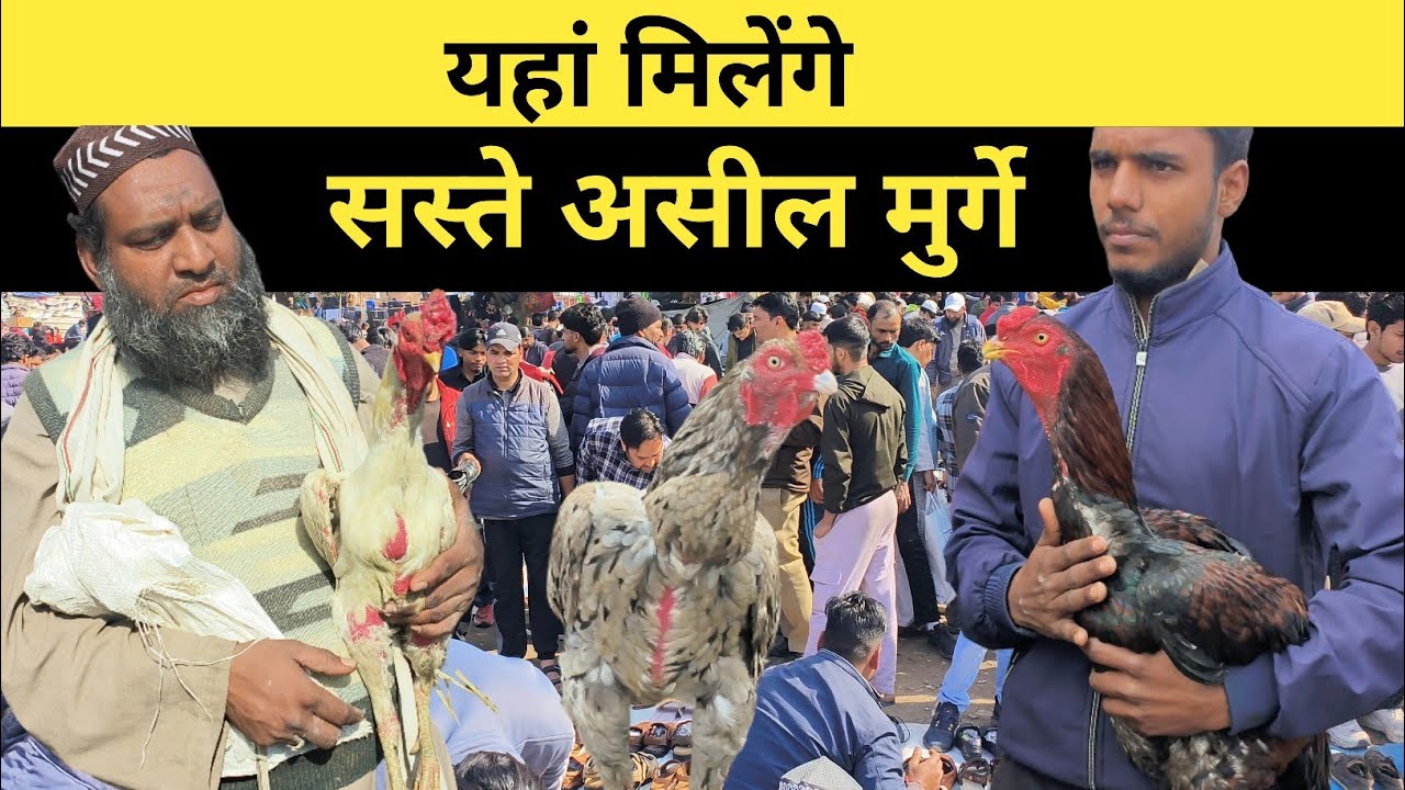 Desi Murga Market in Delhi | सस्ते असील मुर्गे | Jama masjid murga Mandi