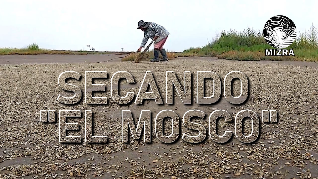 Secando el mosco en el Lago de Texcoco