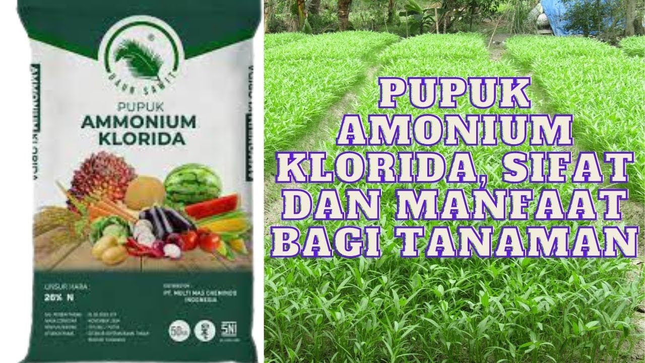 PUPUK AC, SIFAT DAN MANFAATNYA