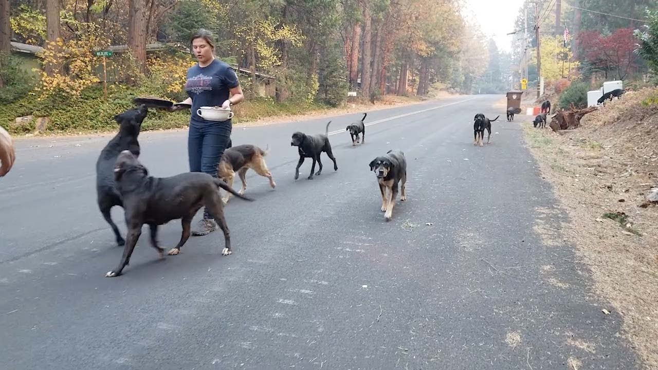 Emotional Moment Animals Get Rescued From California Camp Fire