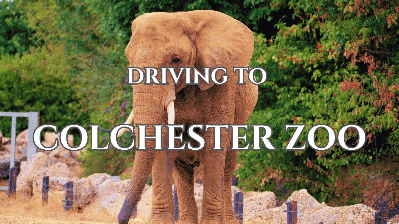 🚗🐘🦁Driving to COLCHESTER ZOO Essex from the A12🦁🐘🚗