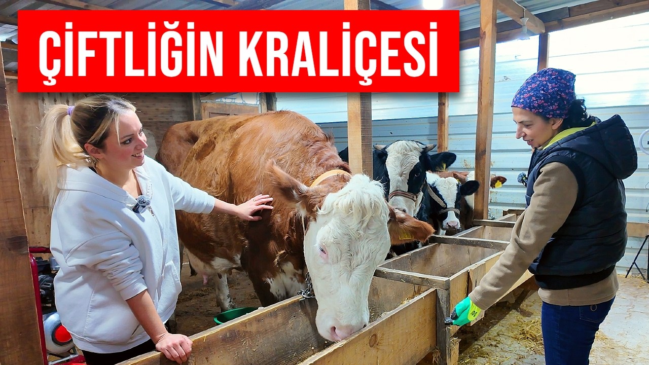 Evlilik Yıl Dönümünde Eşi 1 İnek Aldı, Hayatı Değişti - Bursa Hamamlıkızık