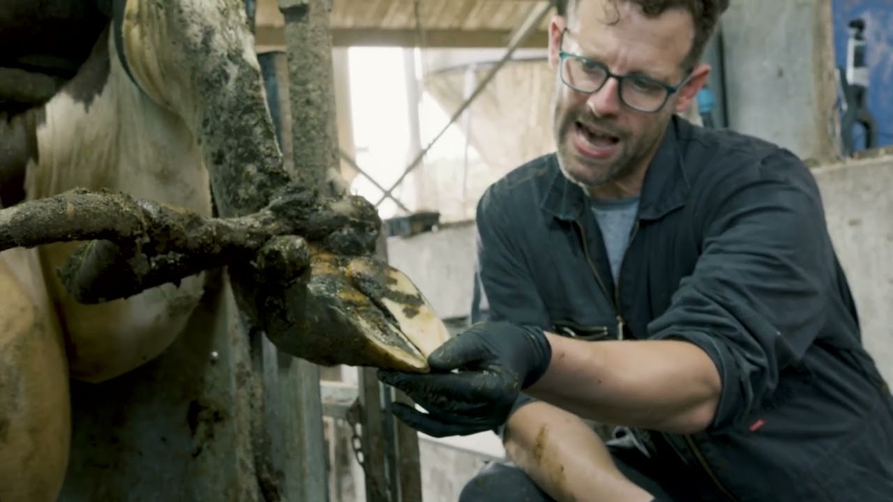 Hoogland klauwbekappen John Boonstra
