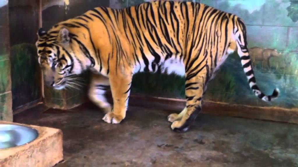 Honolulu Zoo Sumatra tiger