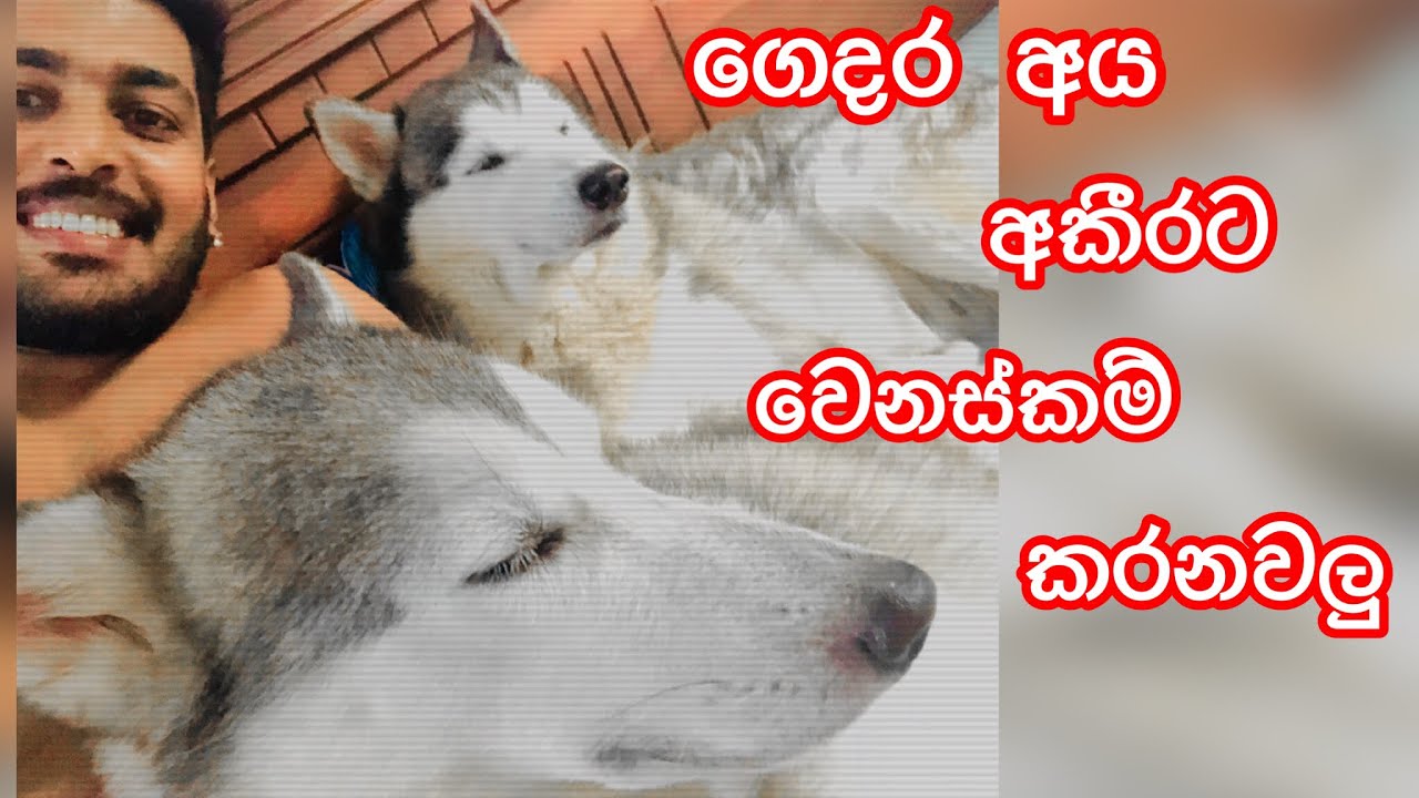 අකීරගේ ඊරිසියාව...🥰😋