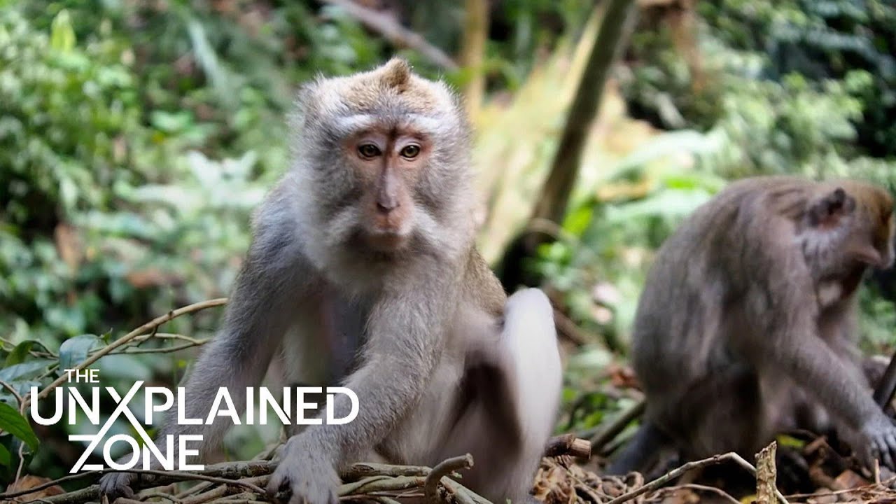 Humans with Rh-Negative Blood Evolved from Aliens (S11) | Ancient Aliens | The UnXplained Zone