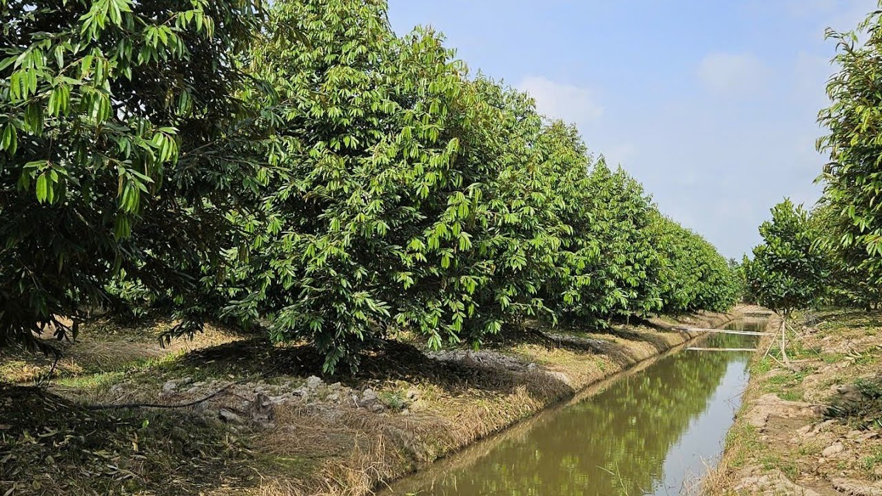 Tỉa Cành Cho Vườn Sầu Riêng Musaking 3 năm ngoài và Thúc Để Qua Năm Làm Bông