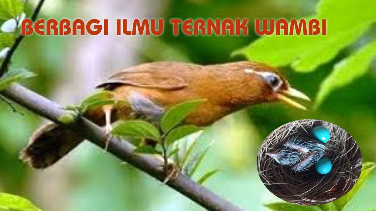 TERNAK WAMBI || Begini Cara Mudah Ternak Wambi