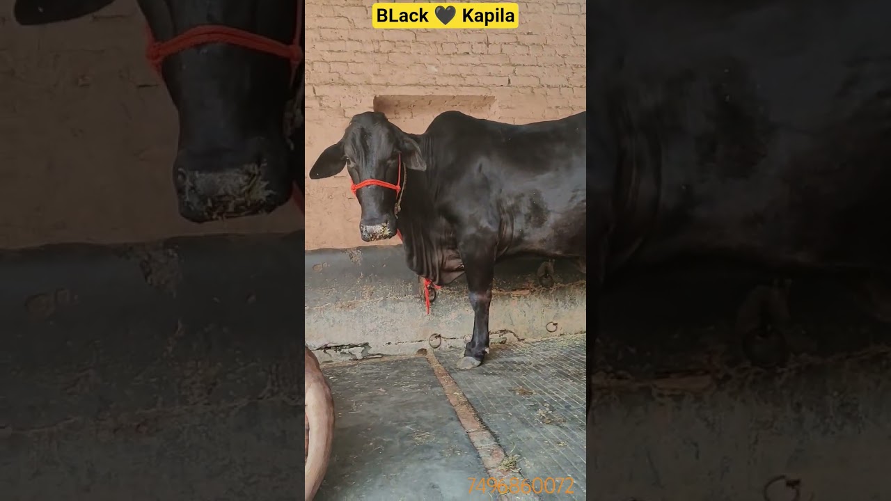 Black Kapila Cow|Sahiwal Cow in Andhra Pradesh|#dairyfarm#farming#agro#agri#cows#cowfarming#shorts