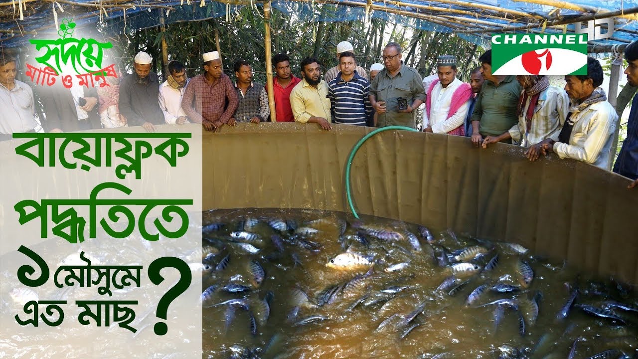 এক মৌসুমে বায়োফ্লক পদ্ধতিতে তাক লাগানো মাছ উৎপাদন | Biofloc Fishing | Shykh Seraj | Channel i |