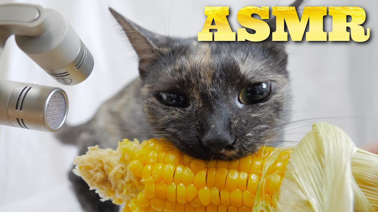 【ASMR】Кошка ест кукурузу🌽🐈🎧