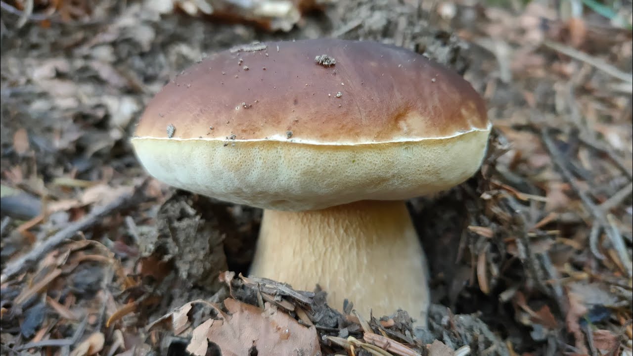 Boletus funghi porcini 2021 appennino tosco romagnolo