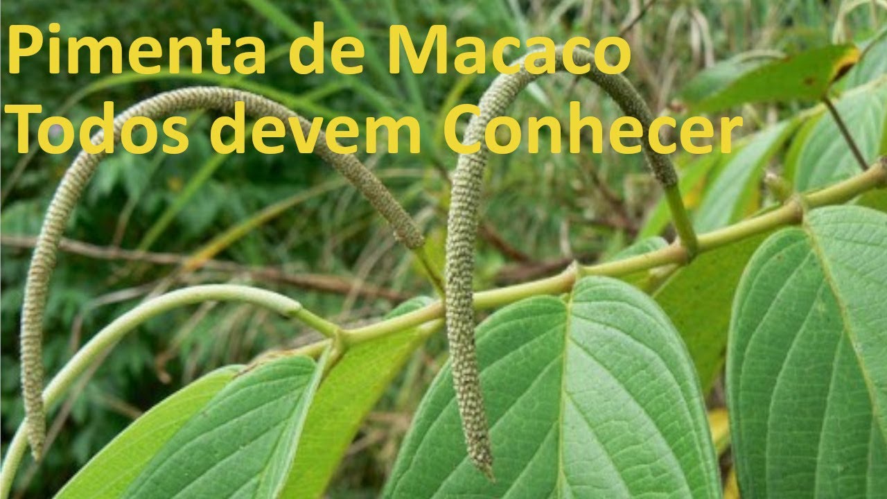Pimenta de Macaco, Todos devem Conhecer