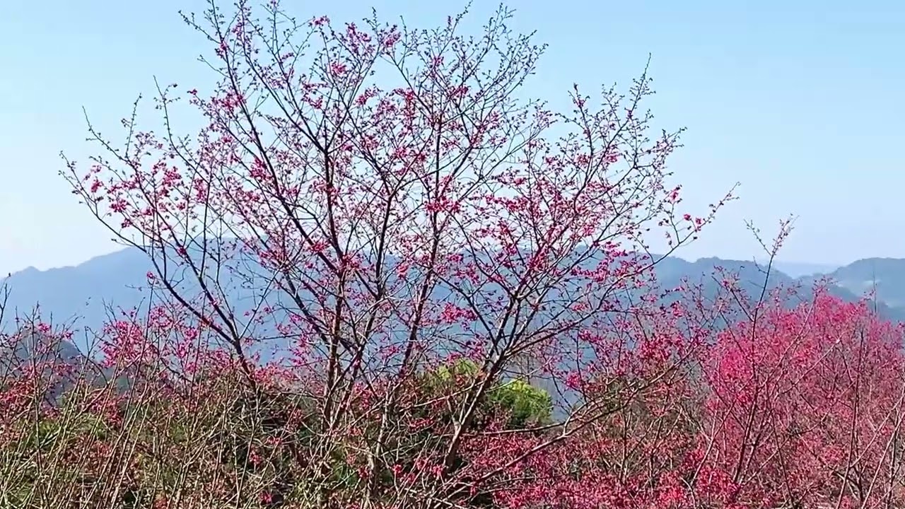 苗栗獅潭·蓮臺山｜妙音淨苑～漸綻放的山櫻、八重櫻，藍瓦白牆的淨苑建築搭配遠方山景，悠閑置身此山中…