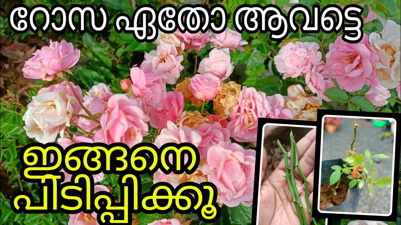 ROSE PROPAGATION From Cuttings | Rose Stem Propagation Easy Way