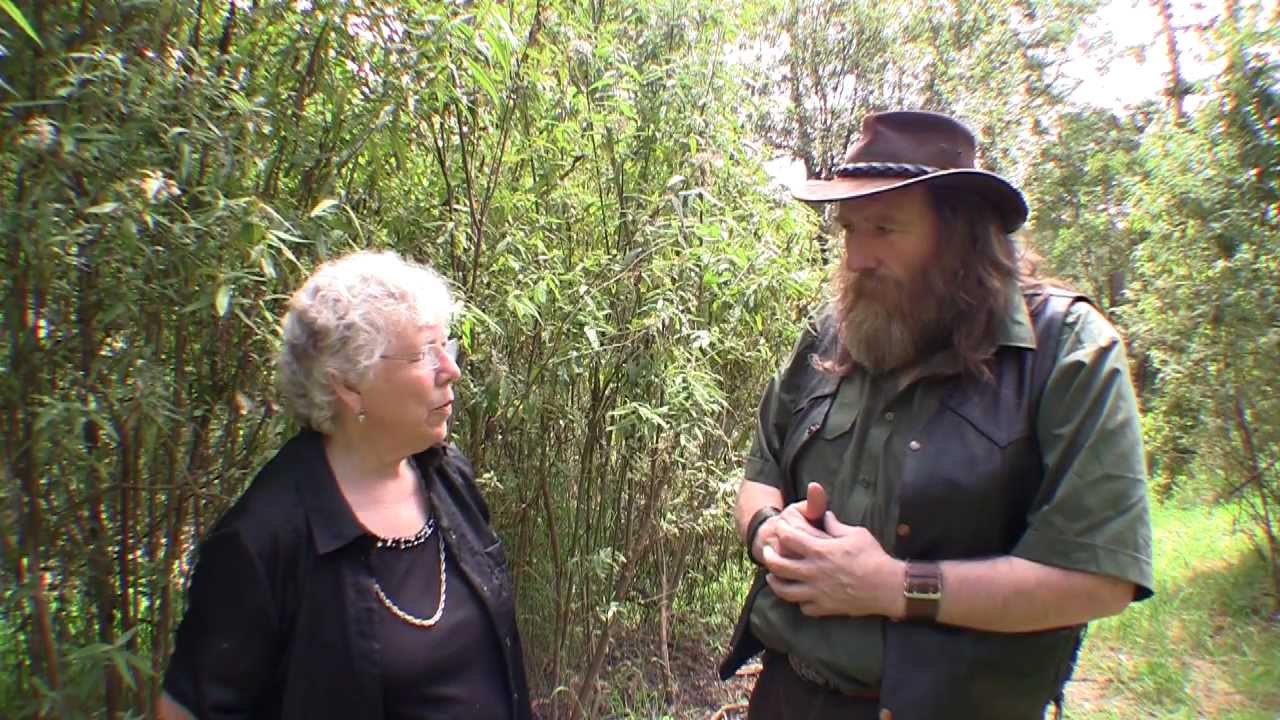 Anne's Sighting of Thylacine or Tasmanian Tiger