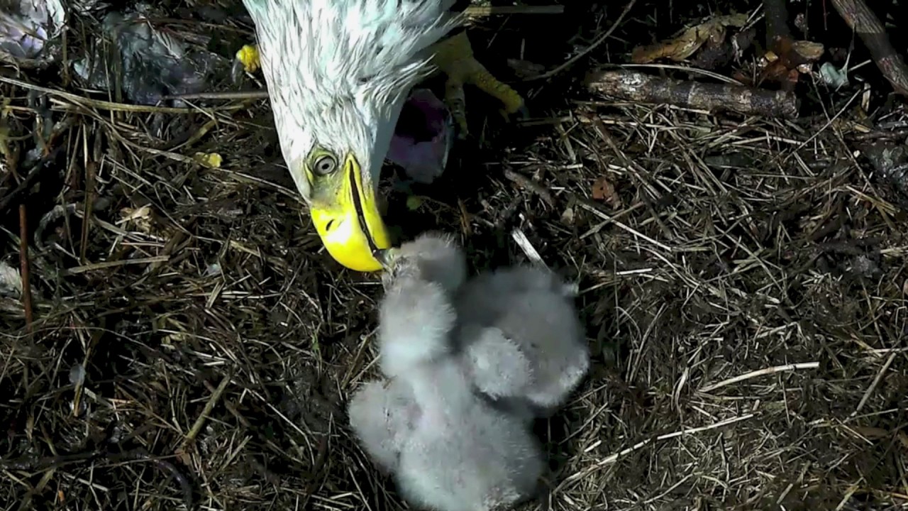 AEF-DC EAGLE CAM   🐣🐣  EAGLETS...  SO TINY!!! SO CUTE!!!