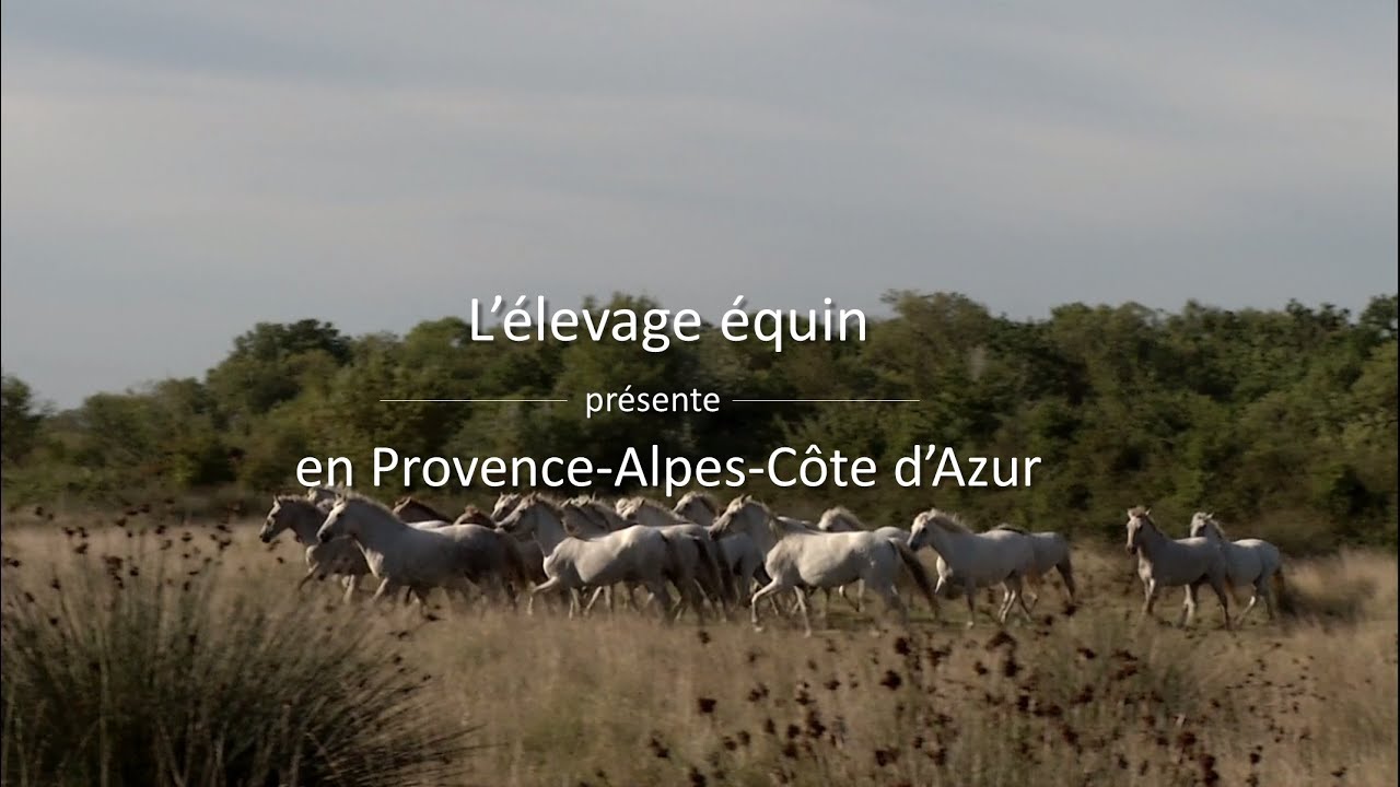 L'&eacute;levage &eacute;quin en Provence-Alpes-C&ocirc;te d'Azur