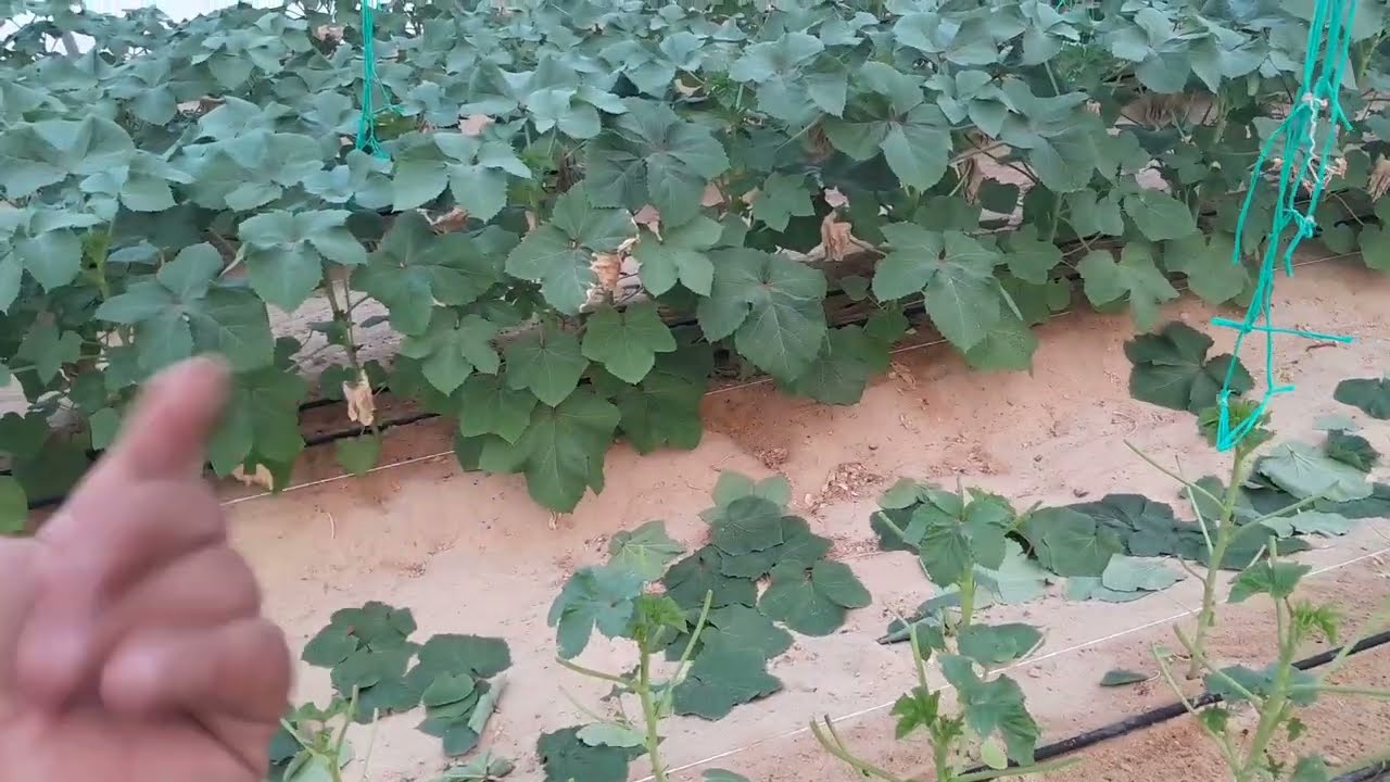 الفيديو الأول / تقليم نبات البامية  داخل البيوت المحمية  السبب! وهل مجدية