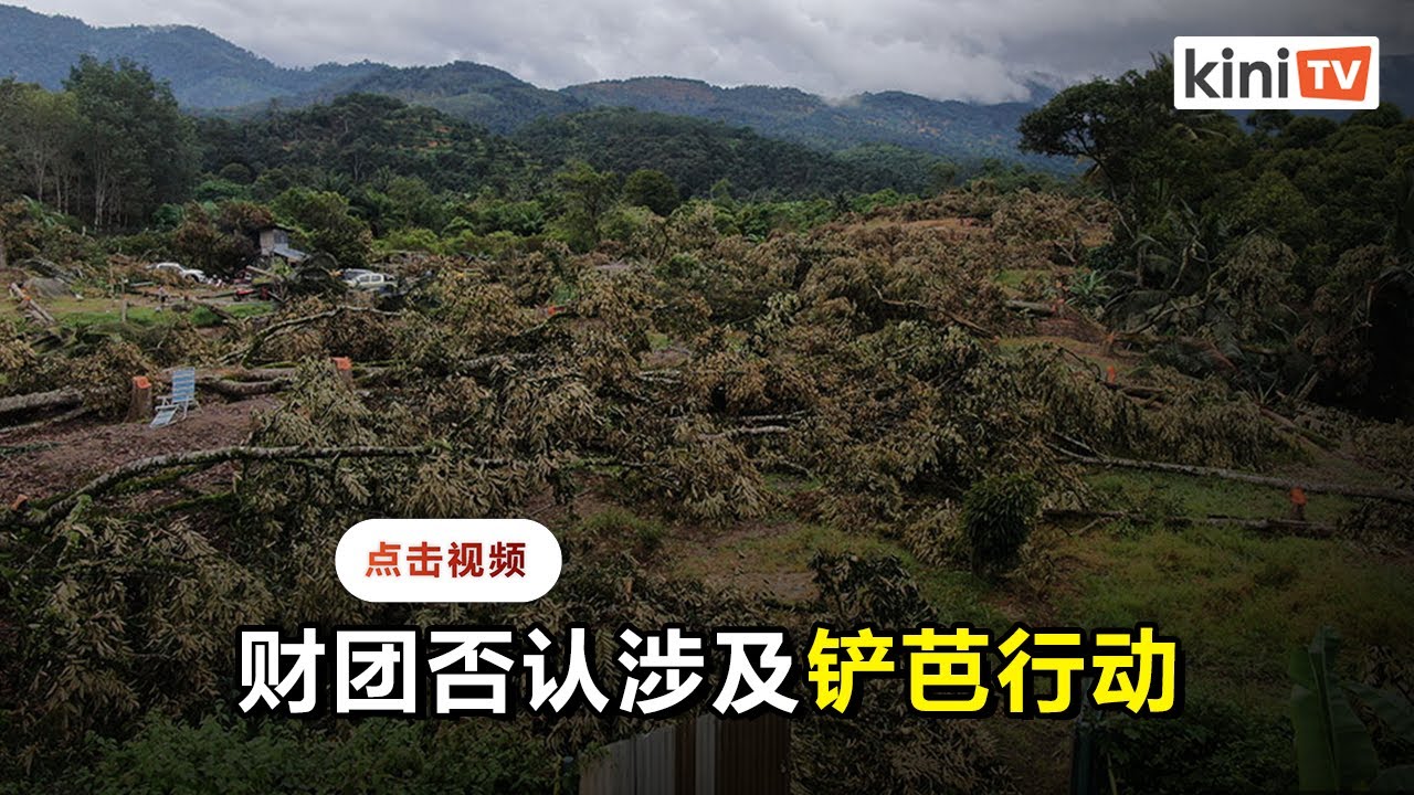 彭亨皇家榴莲集团：铲芭行动与联营公司无关