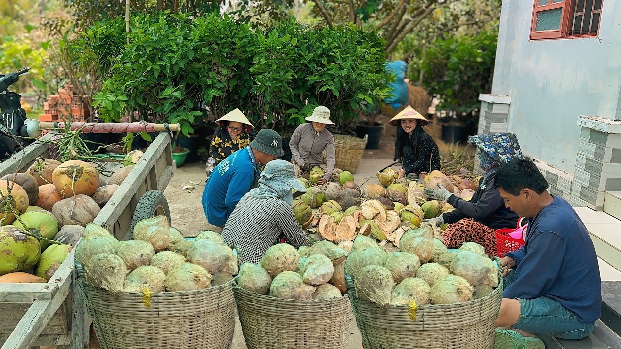 Lột một trăm hai chục trái dừa chuẩn bị cho nồi chè và nồi bánh tét siêu to | CLN