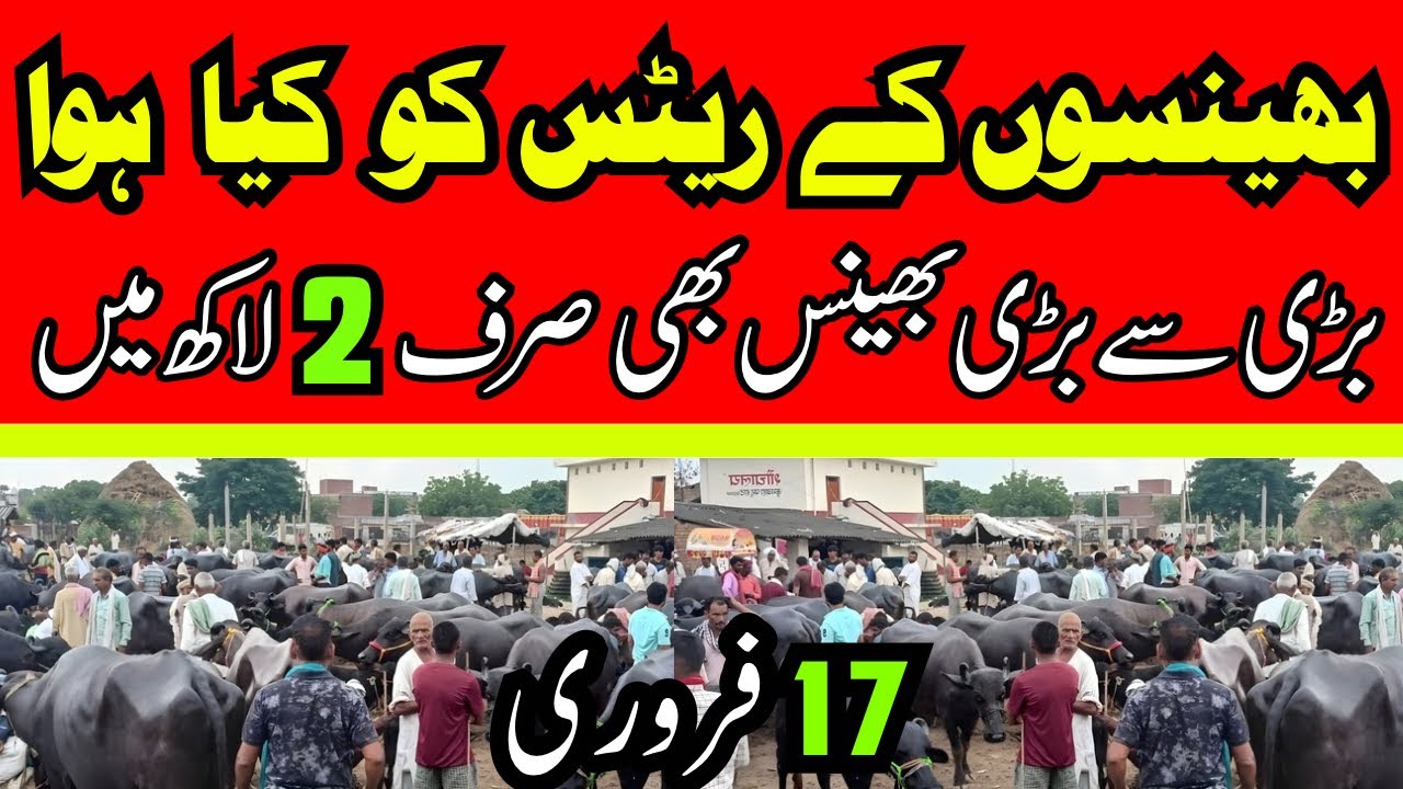 Today Malumor Mandi Latest Update | Buffalo Fresh Rates Update 2026 | Buffalo Mandi 2026 ! 
