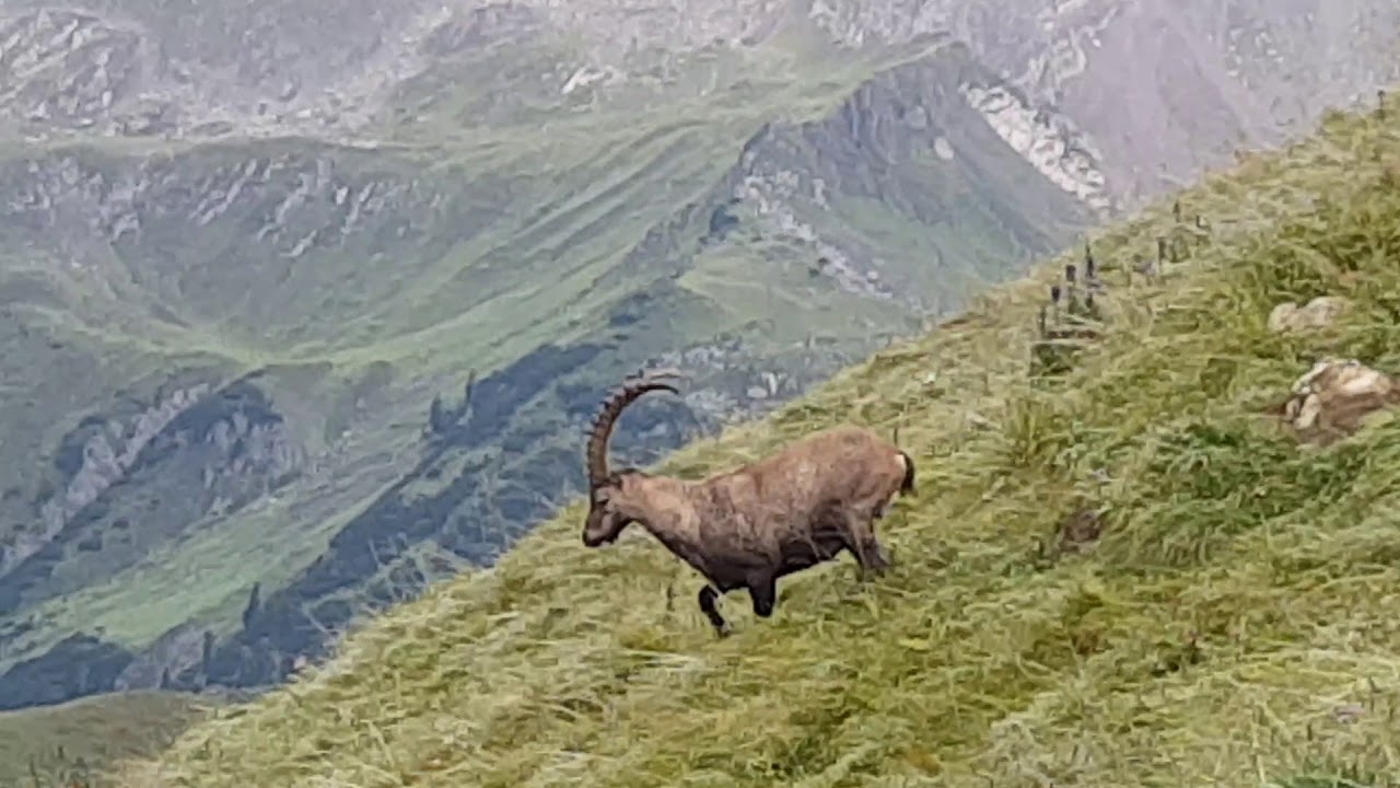 Sur la pente du seekogel