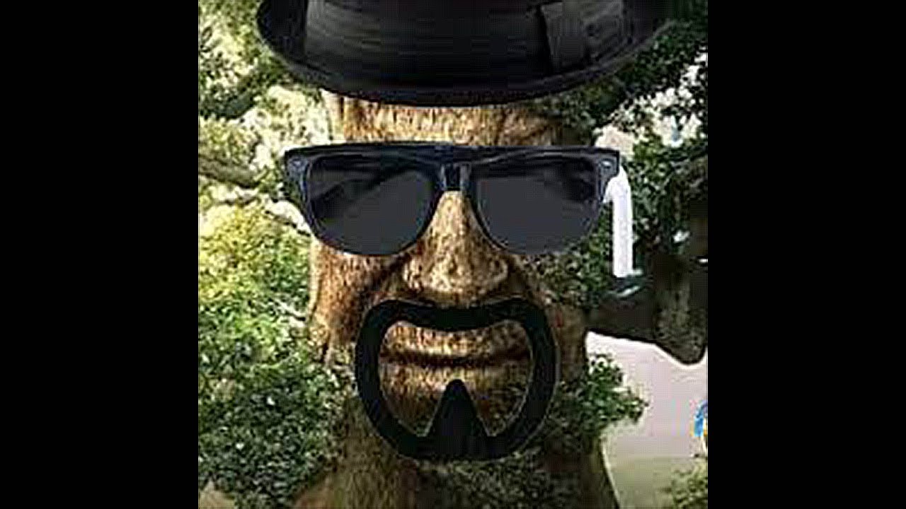 Types of Wise Mystic Trees | Wise Mystical Tree Meme