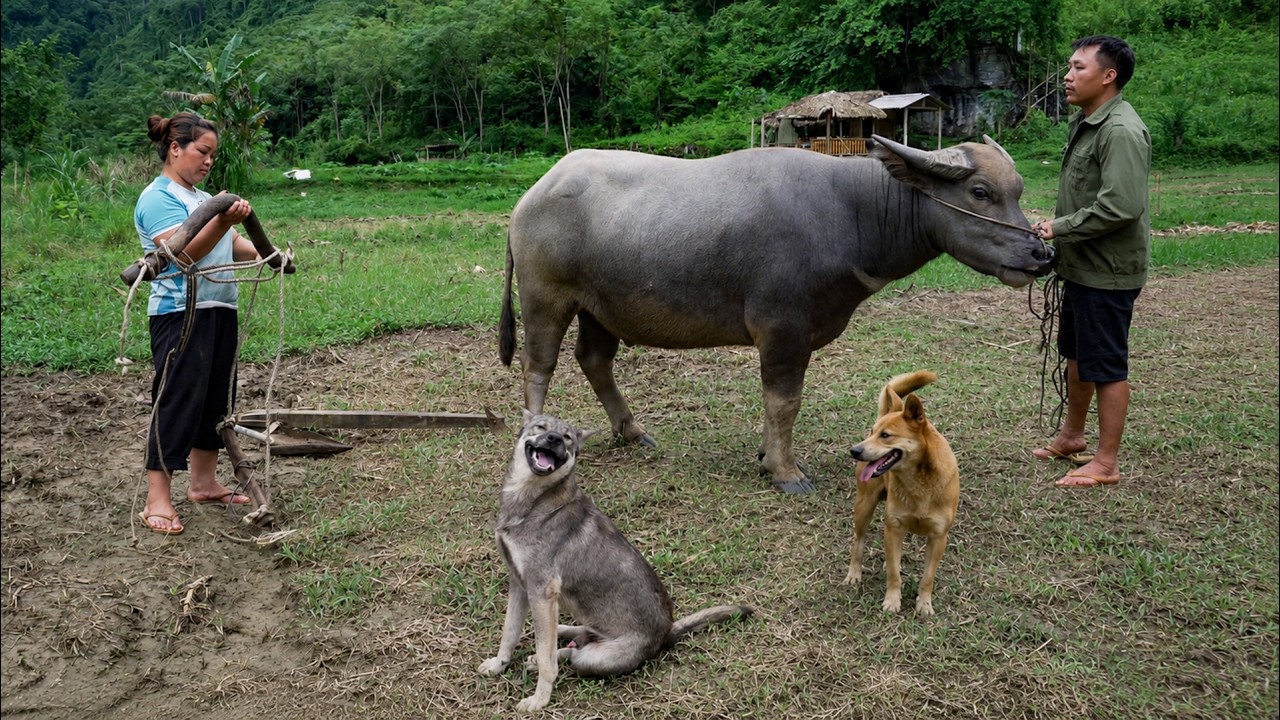 Binh & Ngoc Use Buffalo Power to Plow Their New Farm&mdash;With a Gentle Buffalo and Two Playful Dogs