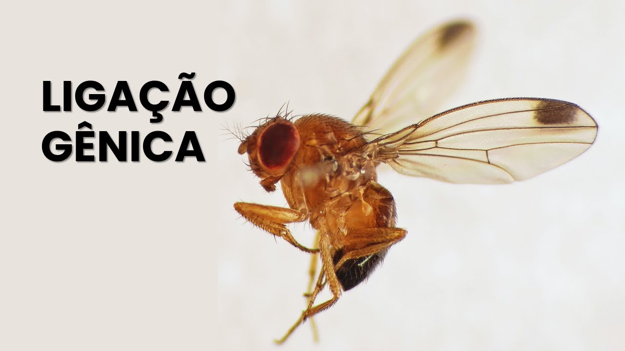 Ligação gênica - como descobrir a posição dos genes e as frequências de recombinação?
