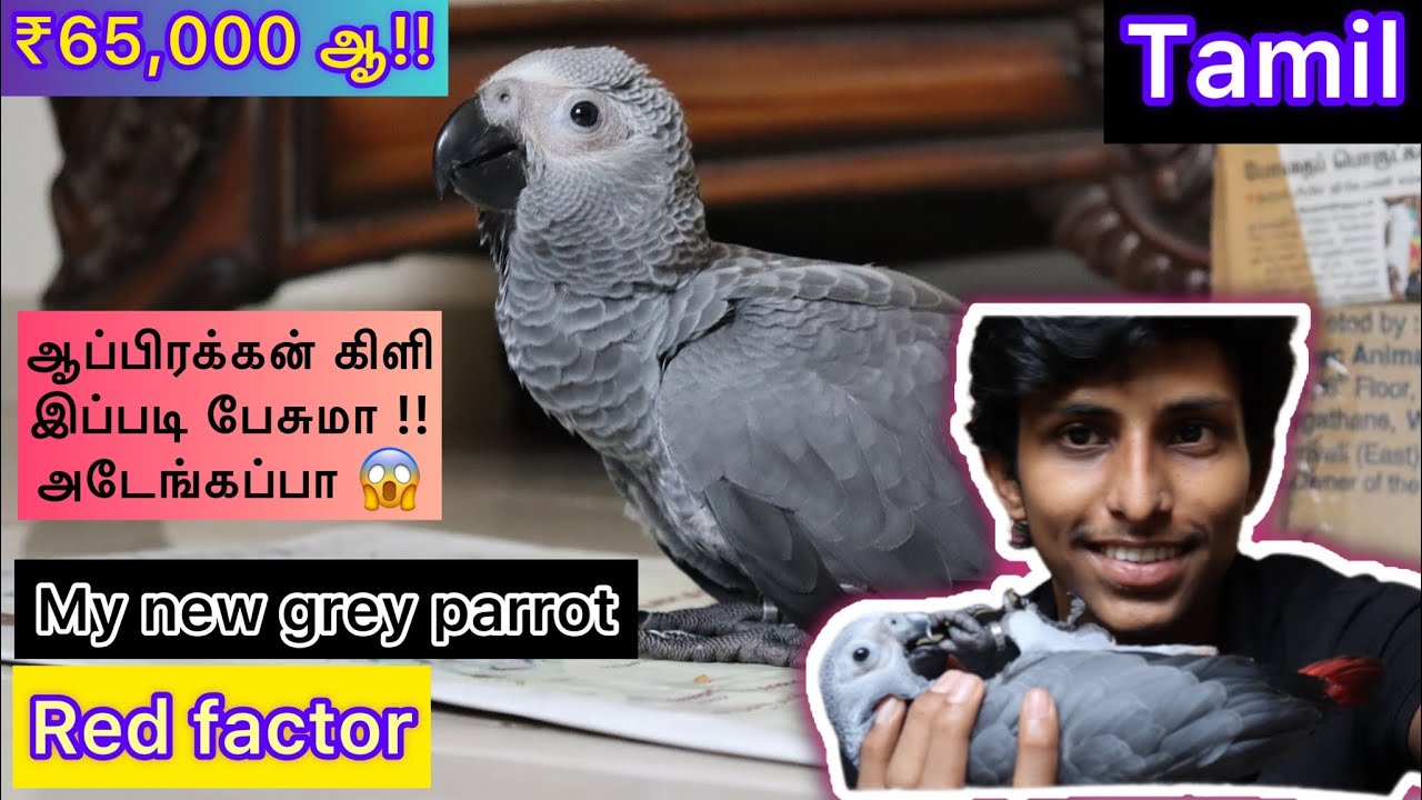 I BOUGHT A GREY PARROT IN CHENNAI | TAMIL | AFRICAN GREY PARROT | HARNISH.A.K | AK VLOGS TAMIL