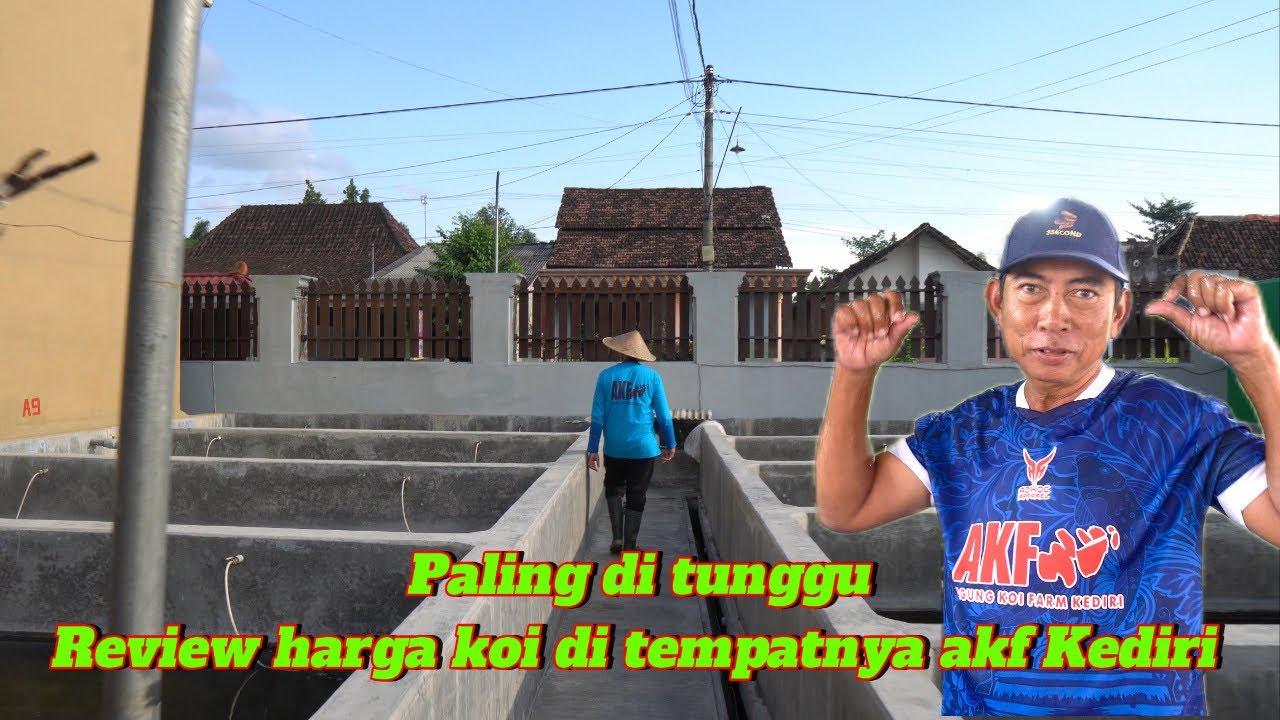 Gerebek dadakan Review harga koi di akf Kediri