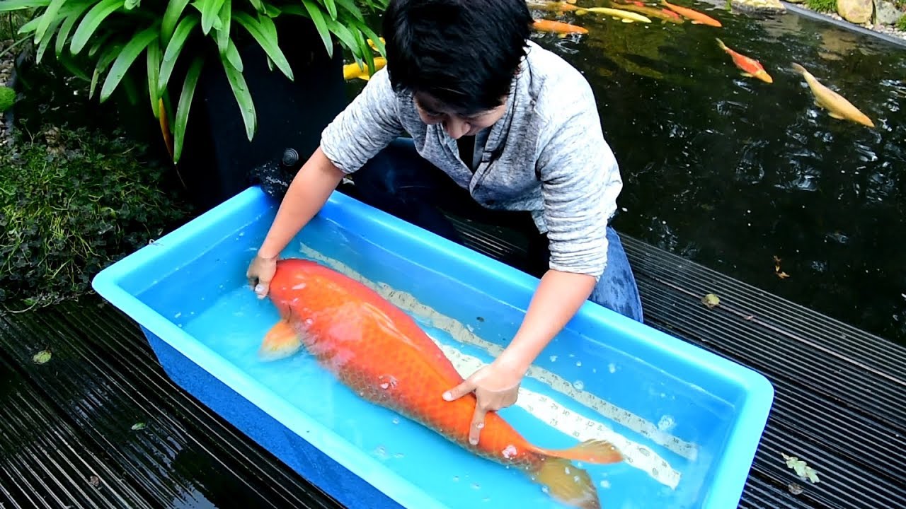 Modern Koi Blog #1933 - Makoto in Germany: Dirks Jumbospektakel