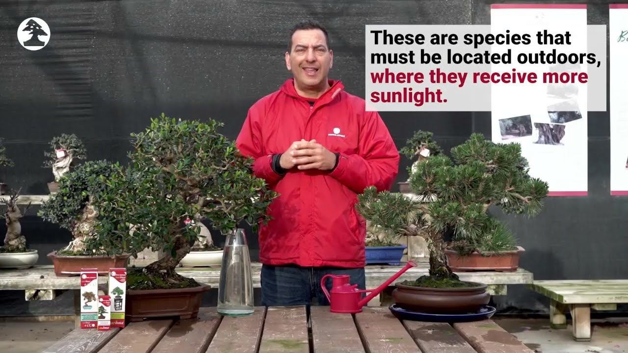 Mistral Bonsai - Perushoito ulkobonsaille