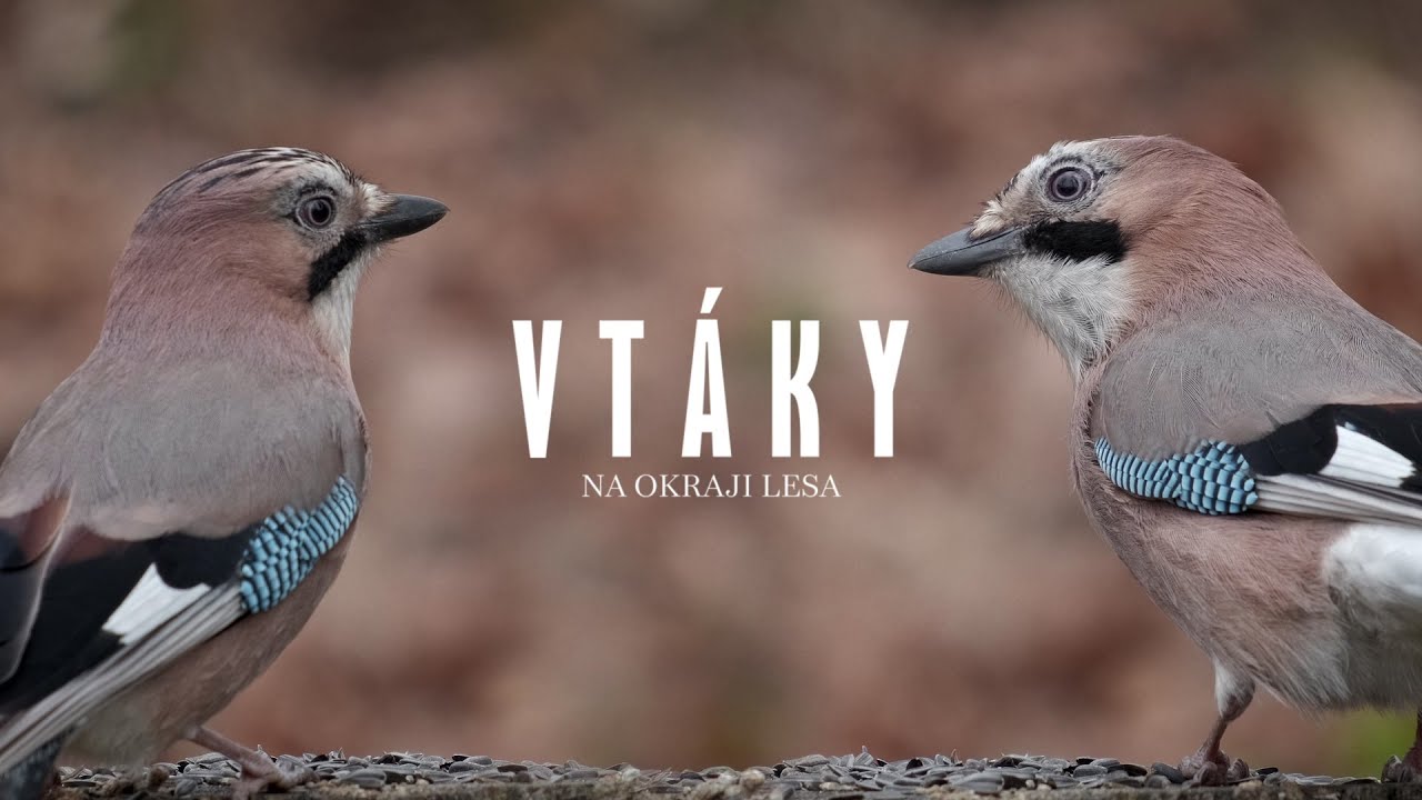 Vt&aacute;ky na okraji lesa