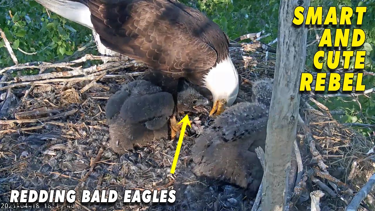 Guardian Spoils Cute Rebel - The Redding Eagles